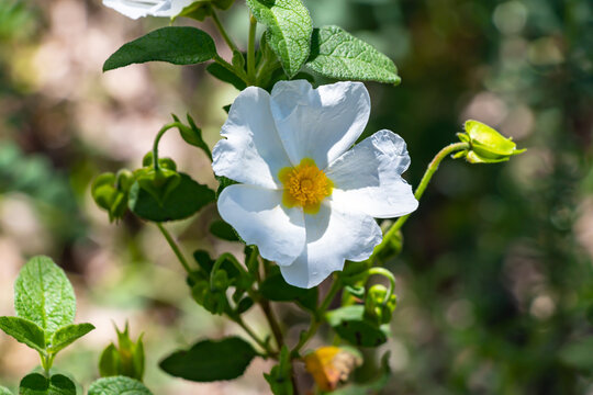 Cistus salviifolius, common names sage-leaved rock-rose, salvia cistus or Gallipoli rose, is a shrub of the family Cistaceae.