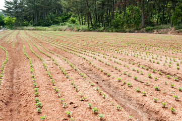 밭에 콩 심어서 싹이 자라고