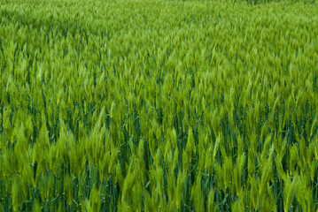 청보리밭 사랑 이야기