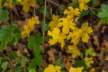 yellow leaves in autumn