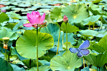 Lotus lake and flying butterfly
