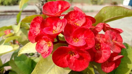 red orchid in garden