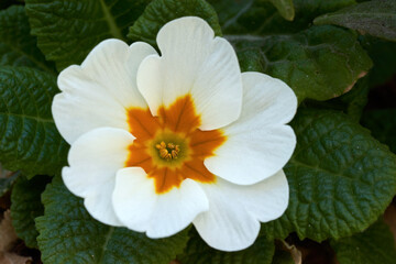 Detail of flower of Primula vulgaris. Commonly known as primrose, common primrose or English primrose. White flower with an orange center, top view.