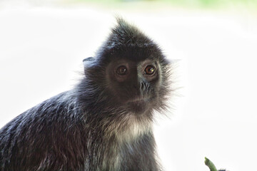 Schwarzweißer Mützenlangur in Borneo