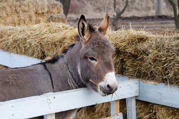 Portrait of an animal donkey in a wooden pen on a farm. Donkey eats hay © Марина Ульянова