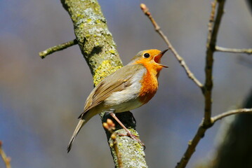 robin sits while singing with its beak wide open on a branch covered with moss