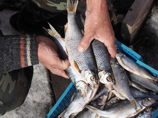 The fisherman holds in his hands dried fish, dried and caught on winter fishing.A useful natural product.