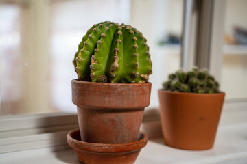 two potted cactuses sitting on a window sill 
