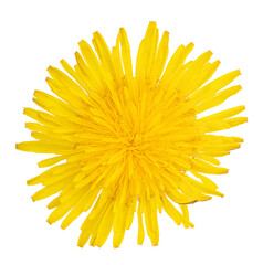 Fresh yellow dandelion isolated on white background