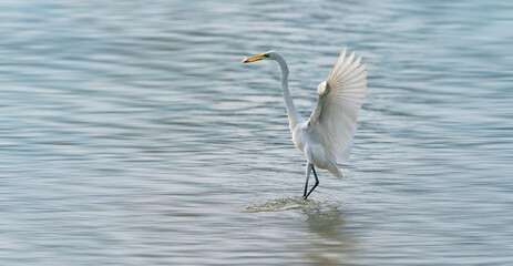 Great egret on the lake eating fish