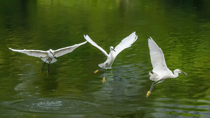 Snowy Egret Wading in shallow edge of lake looking for fish
