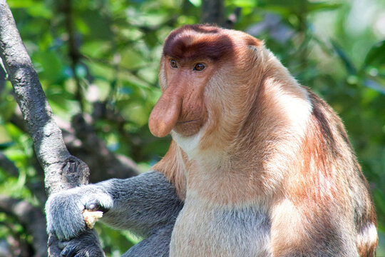 Nasenaffe in Borneo