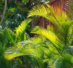 green palm leaf in garden