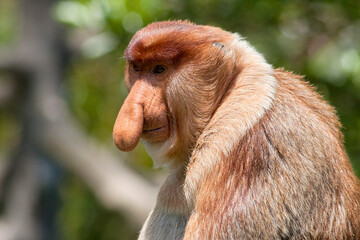 Fototapeta premium Nasenaffe in Borneo