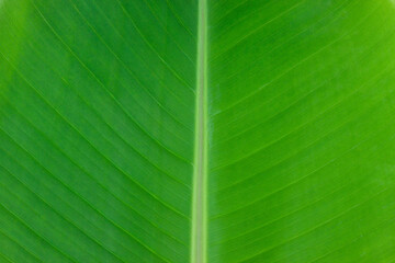 Close up green banana leaf, texture background have space for text or image backdrop design and abstract background.