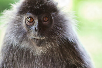 Obraz premium Schwarzweißer Mützenlangur in Borneo