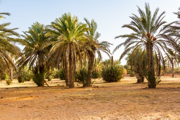 Obraz na płótnie Canvas Plantation of the date palm. Date trees (Phoenix) in an oasis near Ksar Ghilane, Sahara, Tunisia, North Africa,