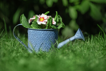 flower arrangements in the garden against the backdrop of summer, sunny garden © meegi