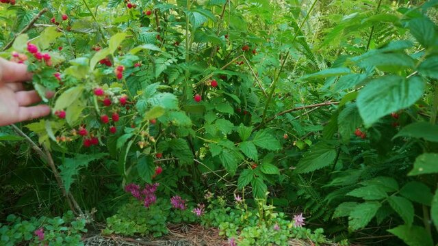 Man's hhand demonstrates wild rusberry bush with red berries on it. Tourist's meals.