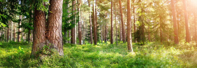 Beautiful pine forest panorama in the summer morning.