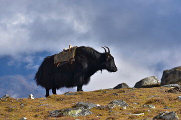 A yak at Himalaya mountains in Nepal