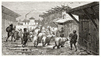 Russian men leading group of white bears in a street among wooden shacks to the market. Ancient grey tone etching style art by Pierdon, Le Tour du Monde, 1862