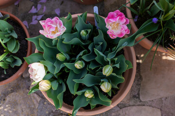 Pink tulips in terra cotta pots