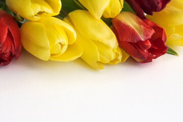 red and yellow tulips on a white background