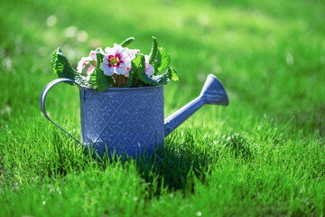 flower arrangements in the garden against the backdrop of summer, sunny garden © meegi