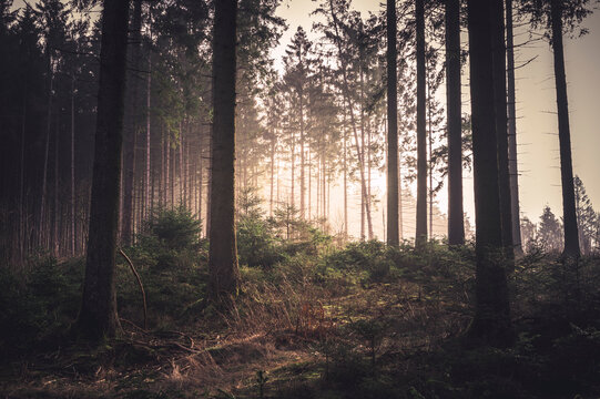 La forêt dans la brume
