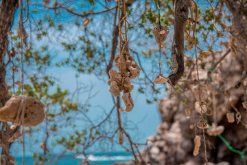Tourists bring their broken corals to hang from the trees on the beach at Koh Larn, Pattaya, Thailand