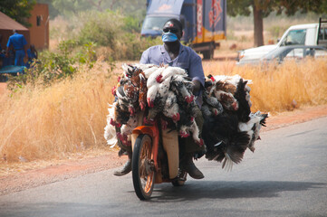 Burkina Faso Chicken ride - obrazy, fototapety, plakaty
