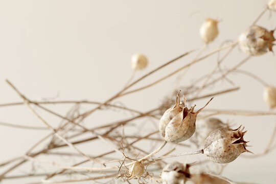dry brown nigella flower, minimal bohemian flowers