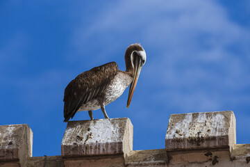 A pelican on the top of Wulff Castle ( Castillo Wulff )