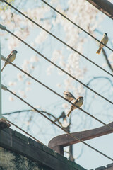 Obraz premium Spring sparrow and spring