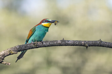 Obraz premium Portrait of European bee eater with wasp in the beak (Merops apiaster)