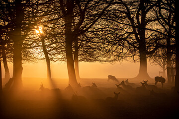 Deer in early morning sunrise mist at Bushy Park, London