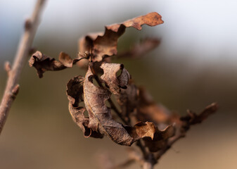 dry leaf