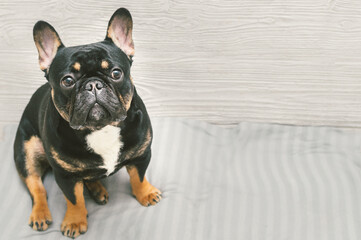 Portrait of a dog of breed French Bulldog on a gray background. Place for text