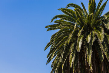 Fototapeta premium Close-up of a high palm tree
