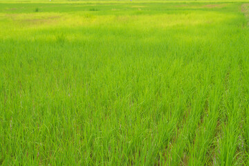 Fototapeta na wymiar Green rice crop field natural texture background for spring summer agriculture harves relaxation scenery landscape