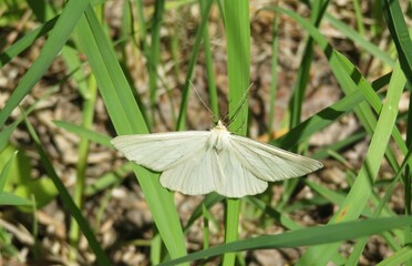 White siona butterfly on grass in the meadow, closeup