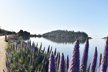 Beautiful Waterfront Trail In Tiburon Marin County Looking Out At Richardson Bay  - obrazy, fototapety, plakaty