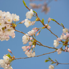 cherry blossom in spring - square format