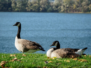 Obraz premium oies à la Base de Loisirs de Verneuil-sur-Seine dans les Yvelines en France