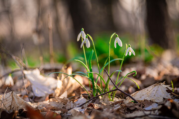 przebiśnieg w lesie
