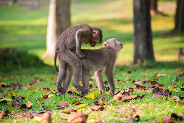 Rear view of couple love monkey in nature in Khao Yai National Park, Thailand.
