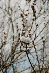 snow covered branches