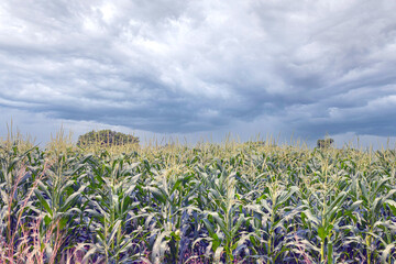 Green corn field under dark cloud in the summer