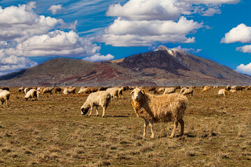 flock of sheep grazing in the steppe
